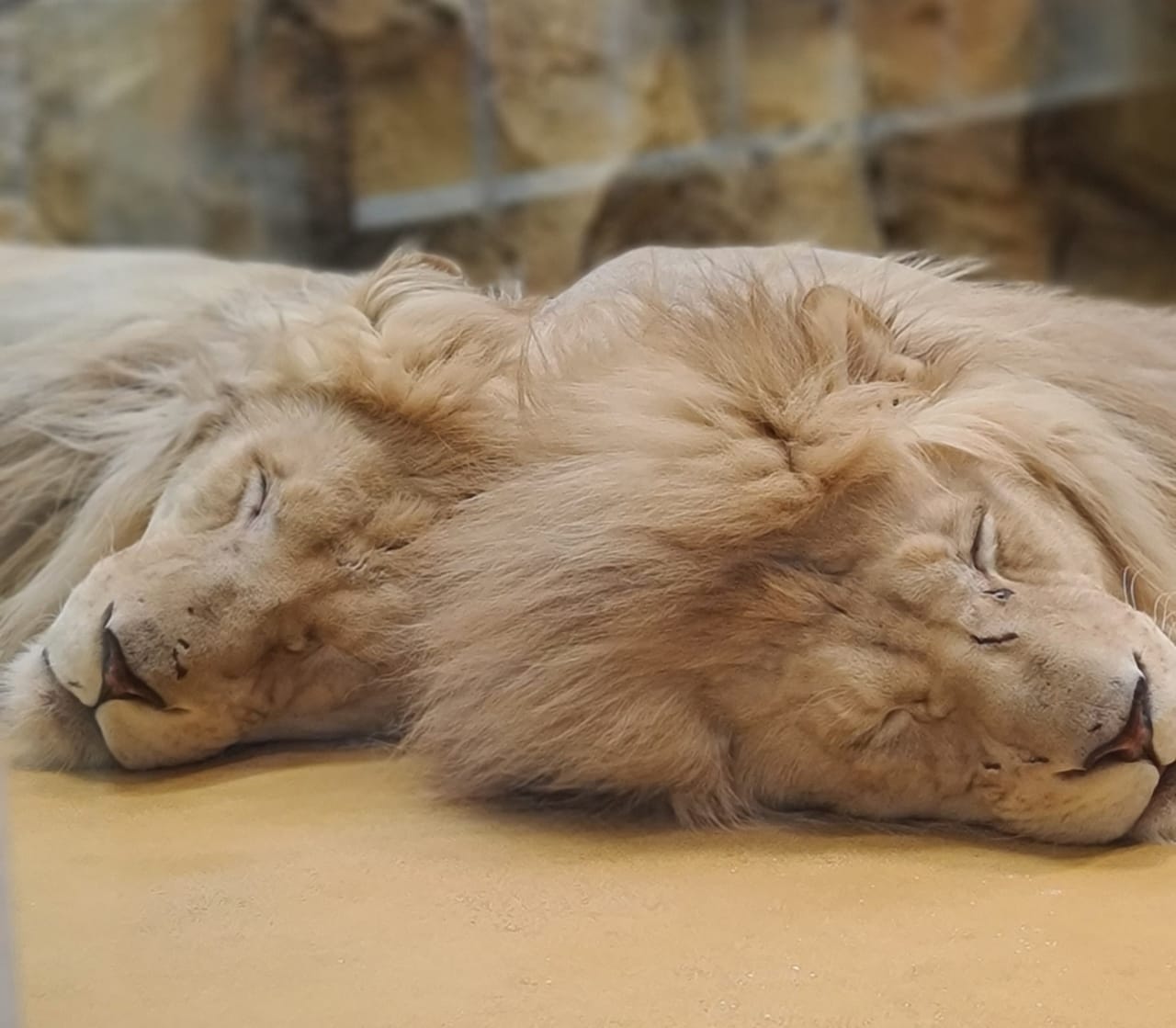A lion sleep during the day. Лев спящий. Как спят львы. Львы спят днем или ночью.