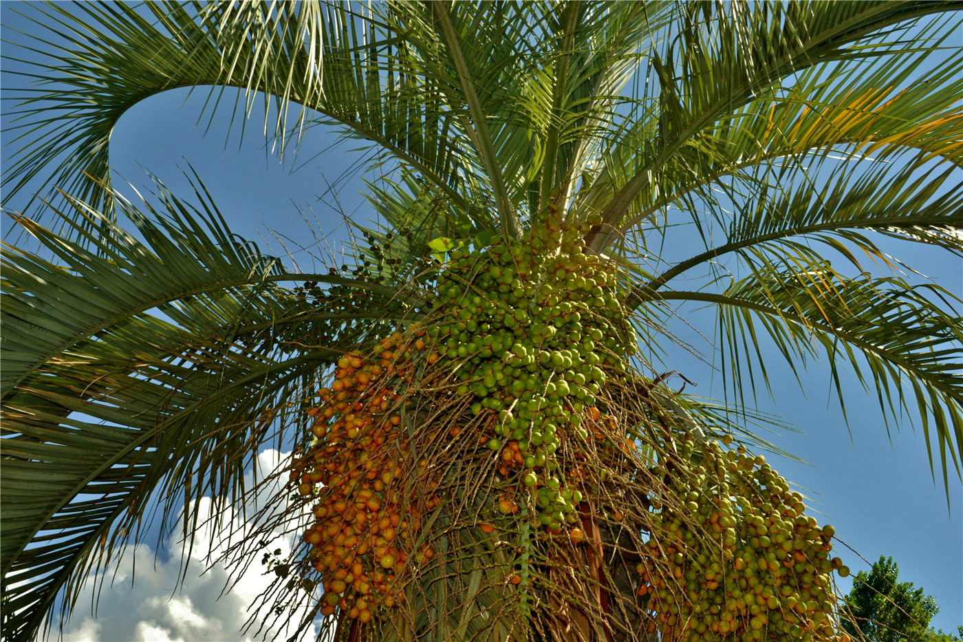Финиковая пальма цена